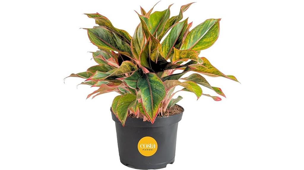 chinese evergreen in nursery pot
