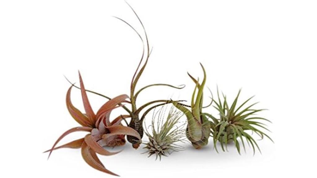 collection of 5 air plants