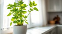controlling indoor mint spread