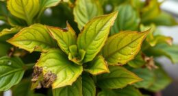 detecting nutrient deficiency signs