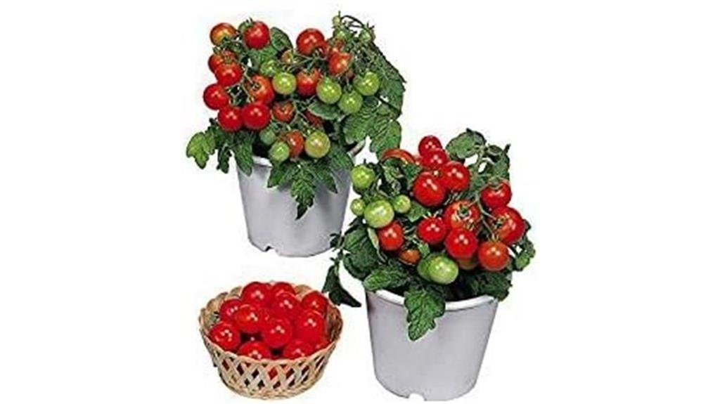 dwarf red robin seeds