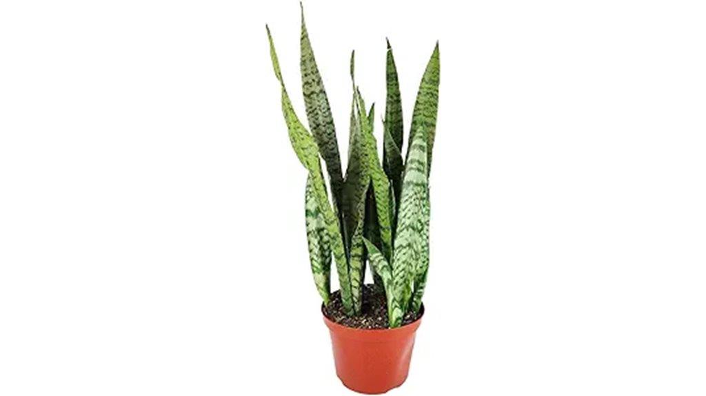 easy care snake plant