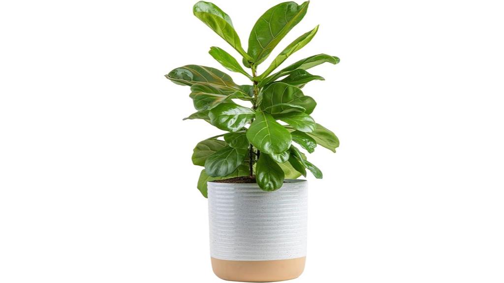 fiddle leaf fig plant