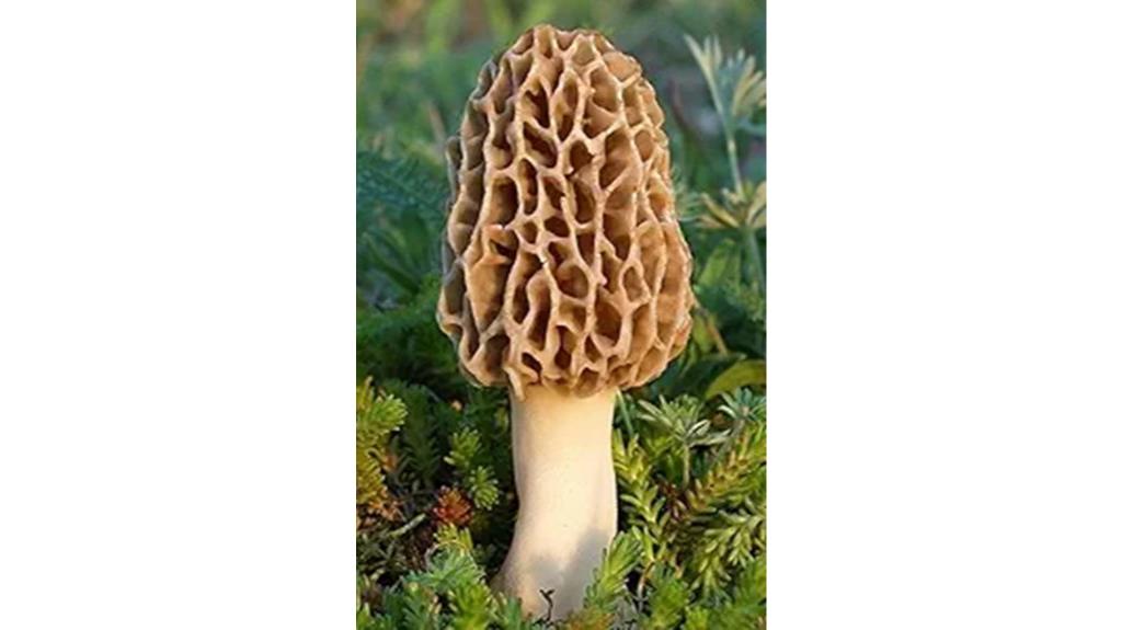 grow morel mushroom kit