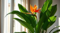indoor bird of paradise care