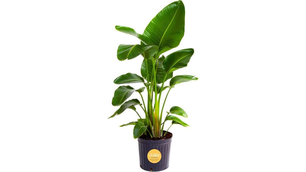 indoor costa farms plant