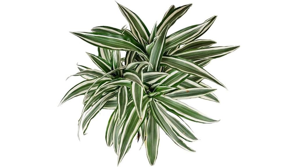 indoor dracaena warneckii plant