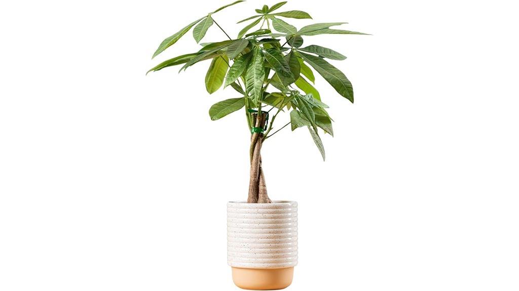 indoor money tree plant