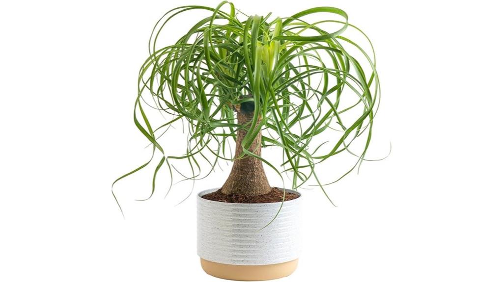 indoor ponytail palm bonsai