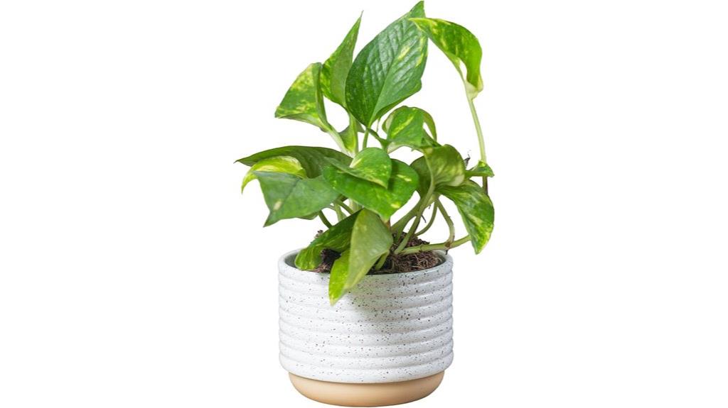 indoor pothos plant