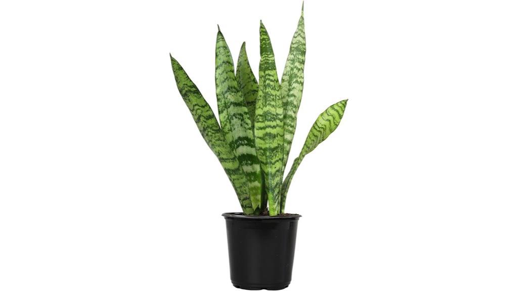 indoor snake plant pot
