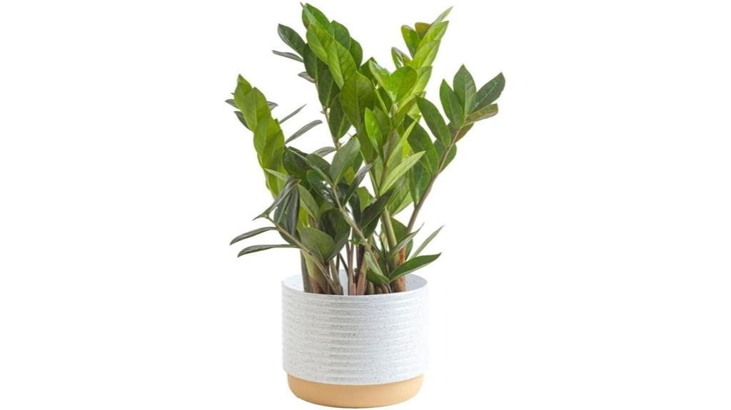 indoor zz plant decor