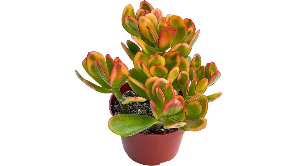 jade plant sunset hummels