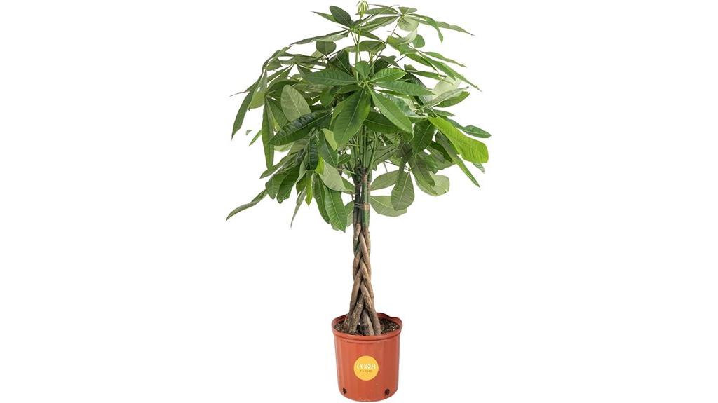 large indoor money tree