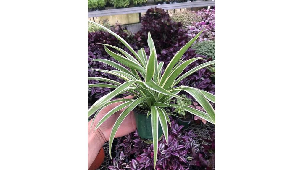 large variegated spider plant