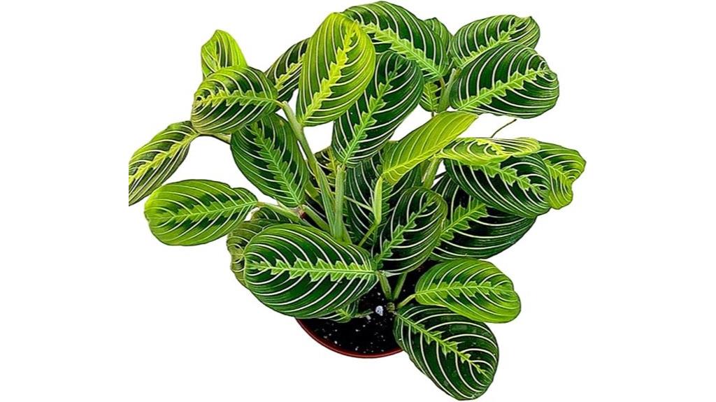 lemon lime prayer plant