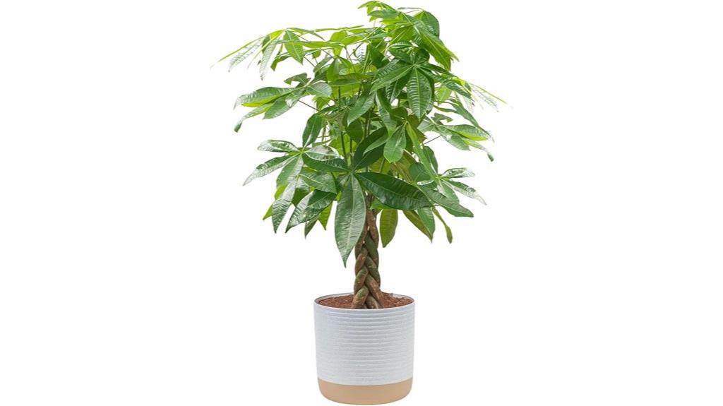 live money tree plant
