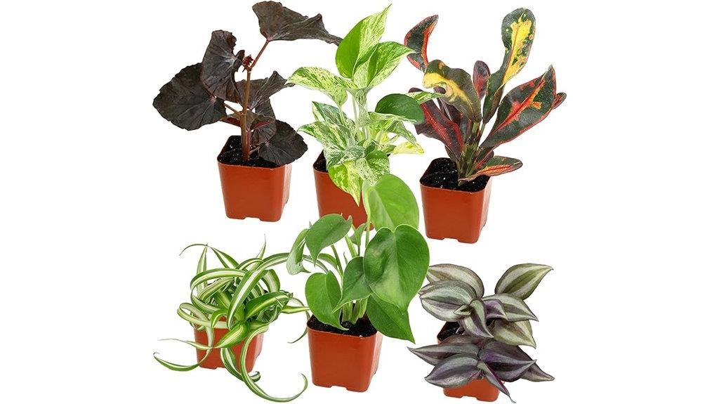 low maintenance indoor plant set