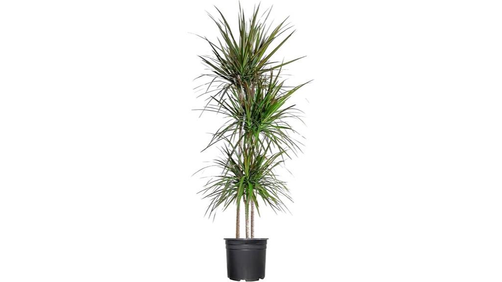 madagascar dragon tree plant