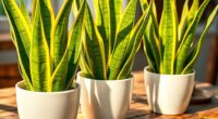 maintain healthy snake plants