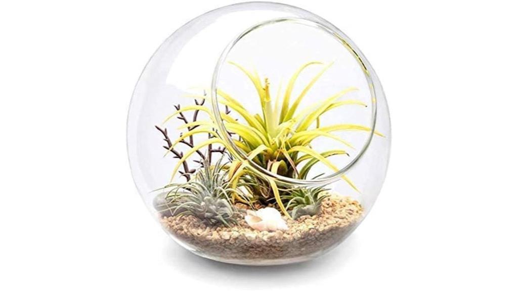 medium glass globe terrarium