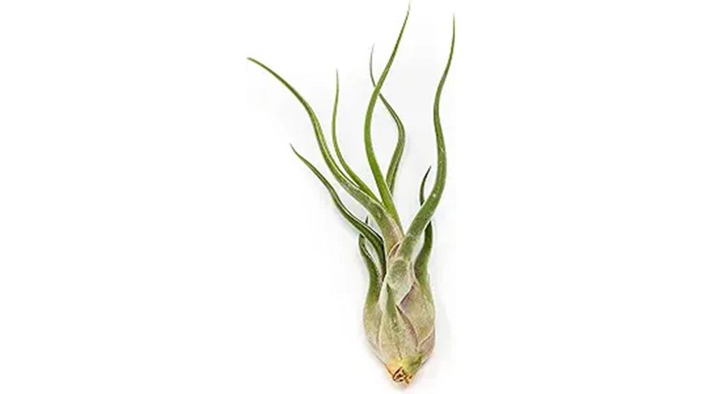medusa shaped air plants