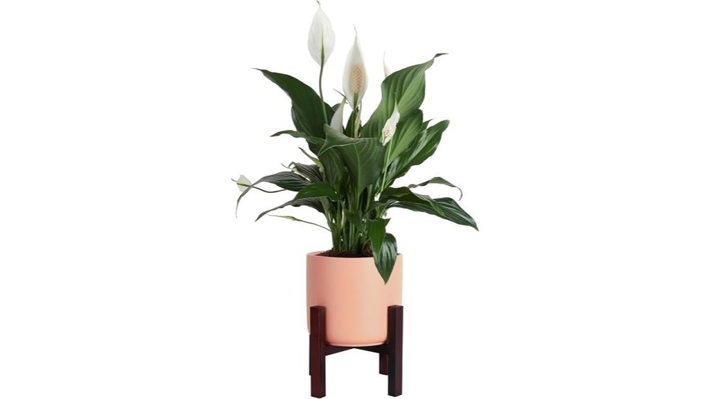 peace lily in marble pot