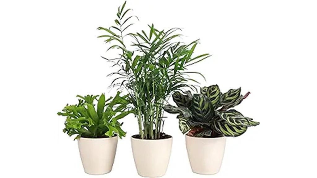 pet friendly greenhouse plants