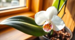 phalaenopsis orchid care tips