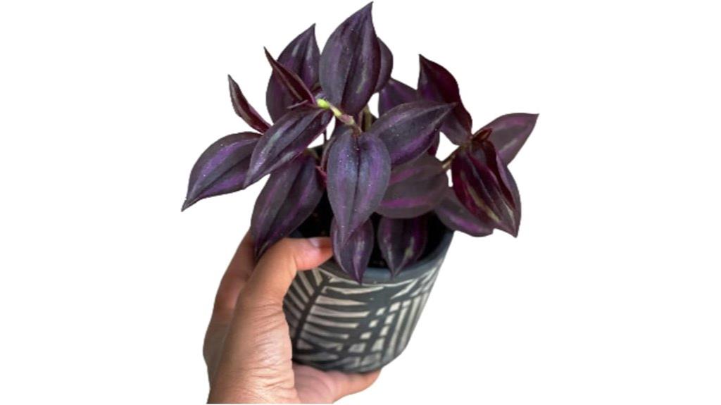 purple wandering jew plant