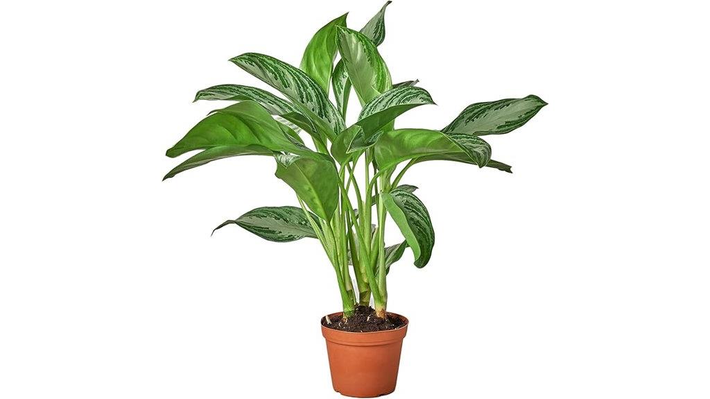 silver bay indoor plant