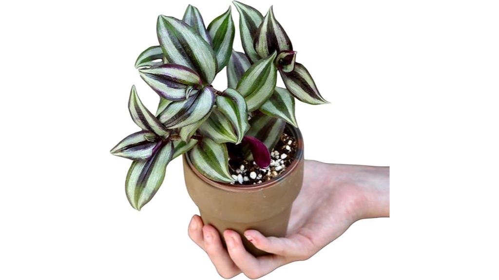 silver wandering jew pot