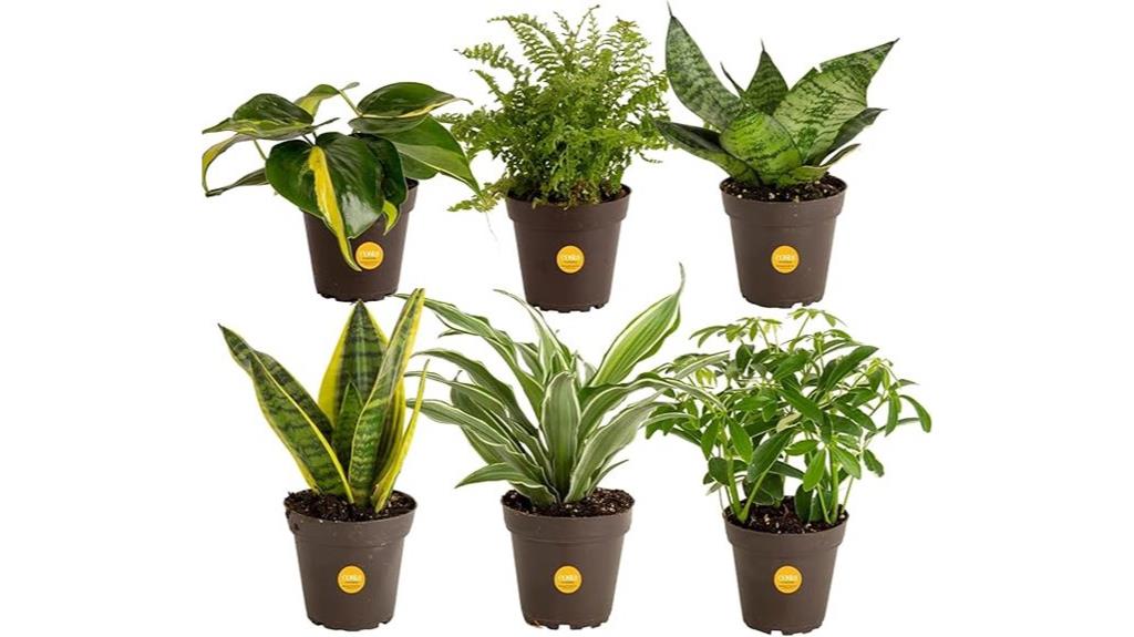 six indoor house plants