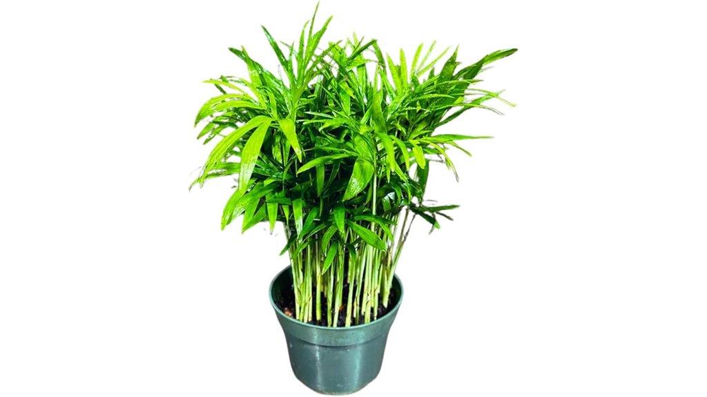 small parlor palm plant