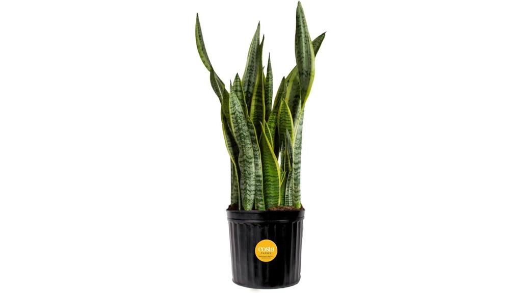 snake plant indoor outdoor