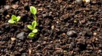 top organic container soils