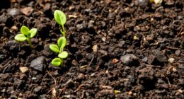 top organic container soils