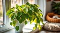 top pet safe indoor plants