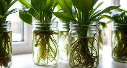 water based plant propagation