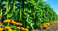 beans benefit from strategic planting