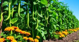 beans benefit from strategic planting