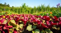 beets companion plants