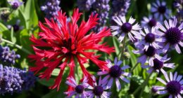 best plants for bee balm