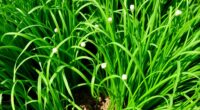 chives ideal companion plants