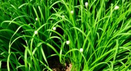 chives ideal companion plants