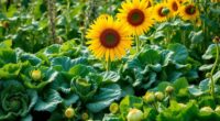 collard greens companion plants