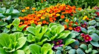 companion plants for spinach