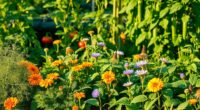 cucumber companion plants