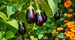 eggplant s ideal companion plants