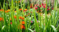 green onion companion plants